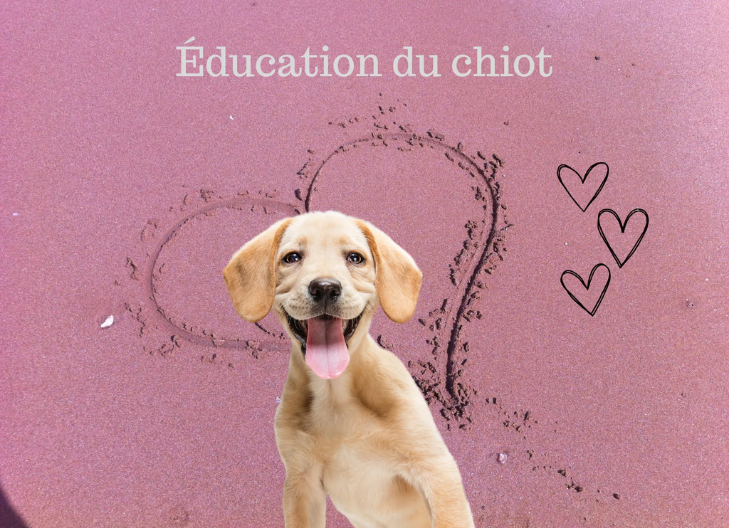 Comment utiliser les friandises pour renforcer les bons comportements chez les chiots ?