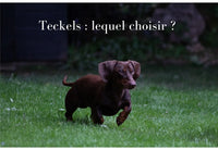 Les différents types de teckels: poil court, poil long et poil dur - Le guide complet