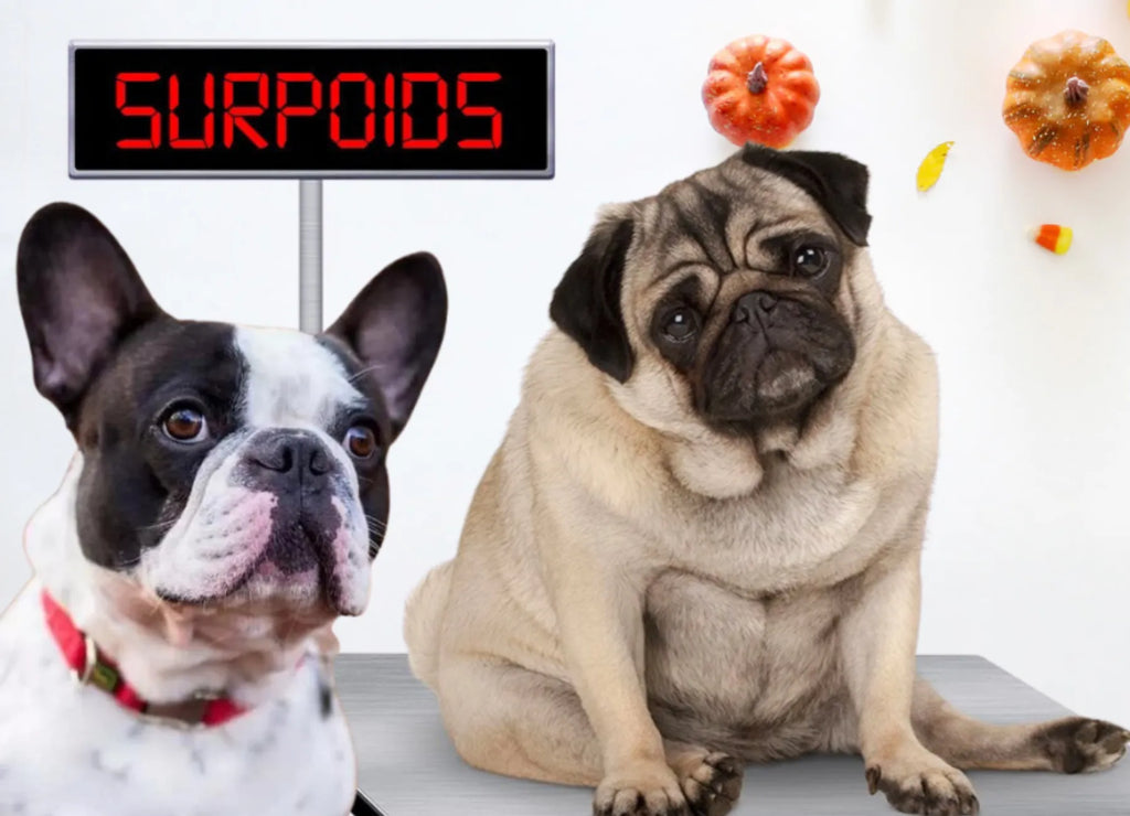 Gérer le surpoids chez les chiens : conseils et astuces pour une santé optimale