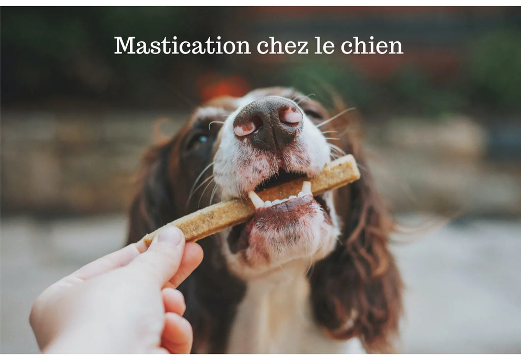 Comment la mastication contribue t-elle au bien-être physique et mental de votre chien ?