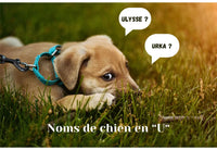 Noms de chiens en U basés sur les traits de personnalité : trouvez un nom qui correspond à votre chien