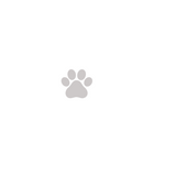 Collier pour chien personnalisé